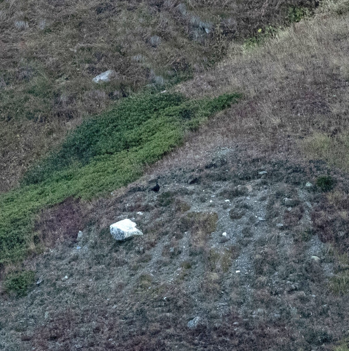 Caucasian Grouse - ML618480496