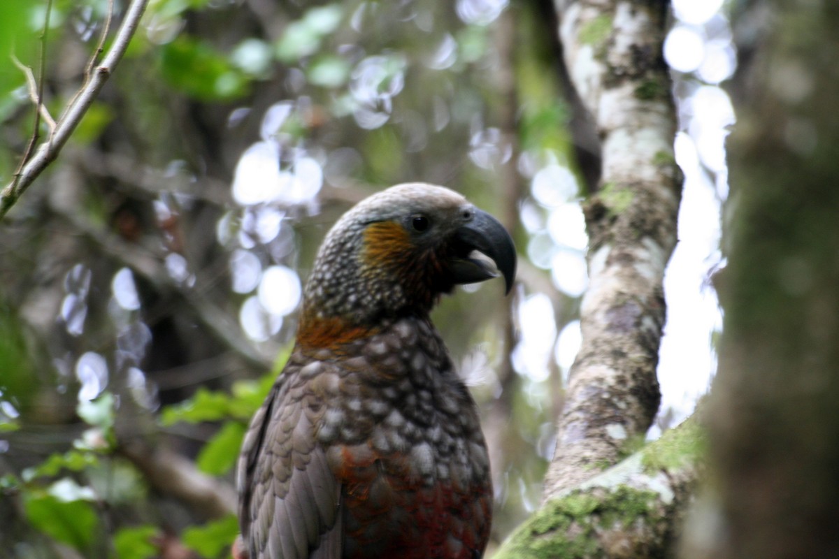 New Zealand Kaka - ML618480521