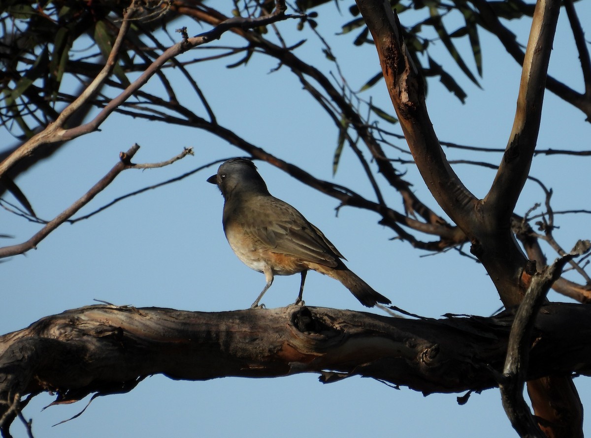 Crested Bellbird - ML618480561