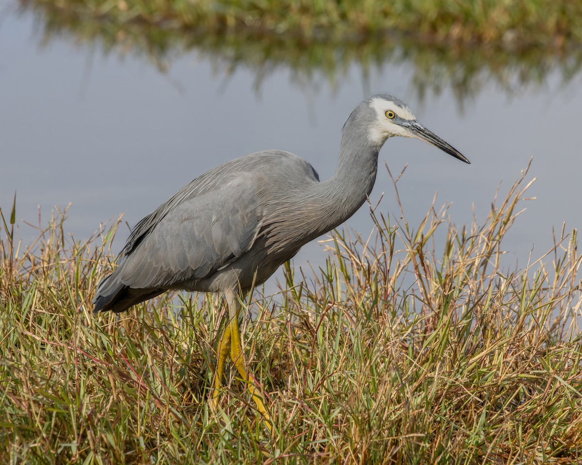 White-faced Heron - ML618480564