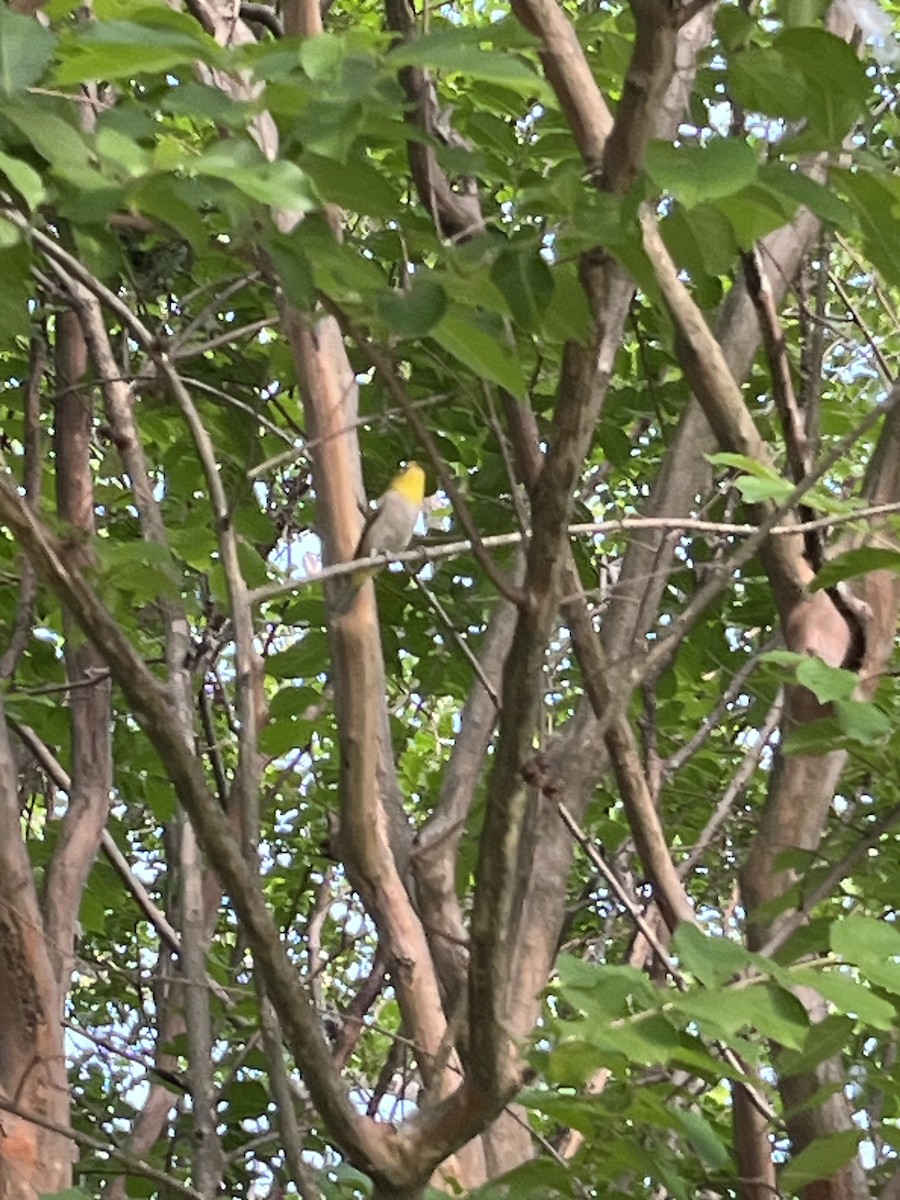 Swinhoe's White-eye - ML618480572