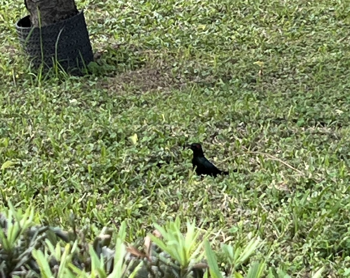 Asian Glossy Starling - ML618480575