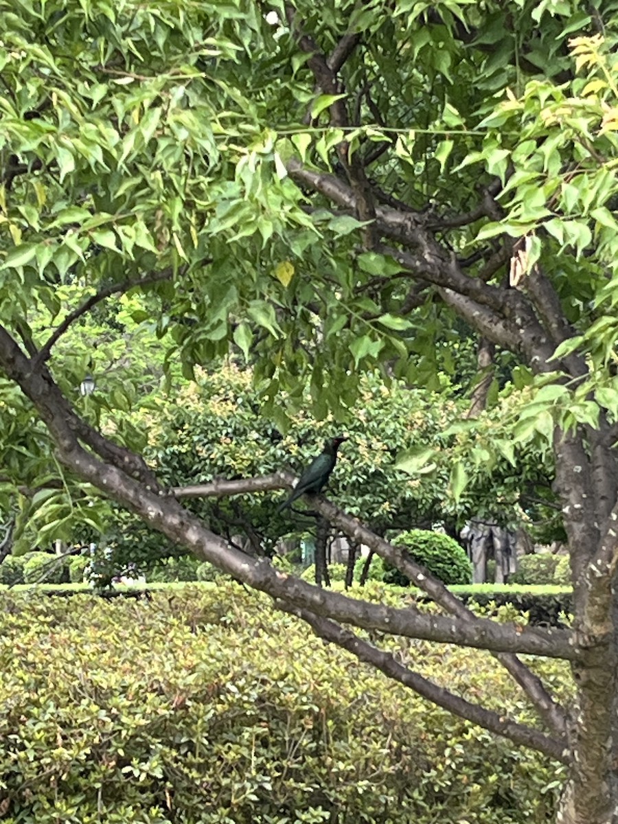 Asian Glossy Starling - ML618480576