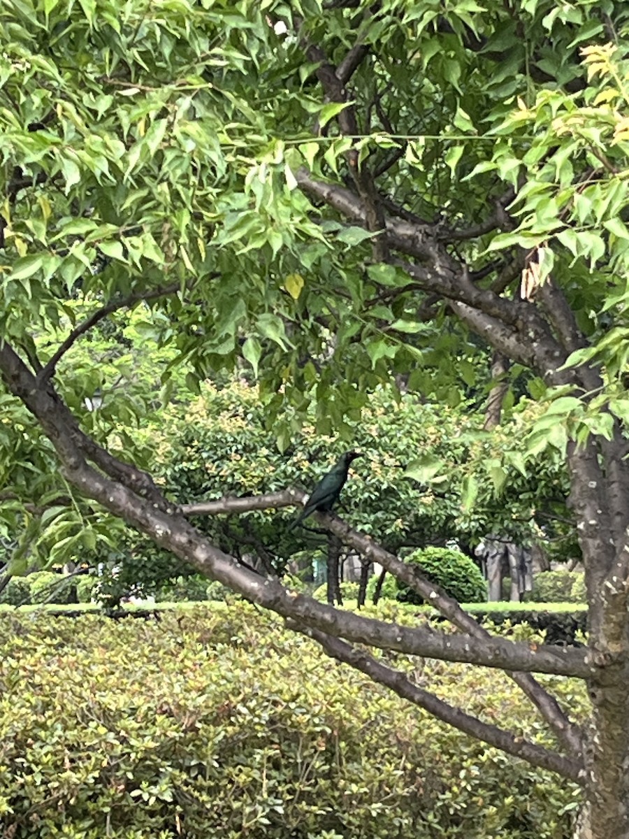 Asian Glossy Starling - ML618480577