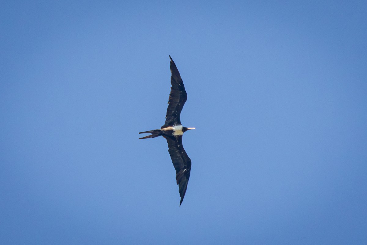 Magnificent Frigatebird - Michael Warner