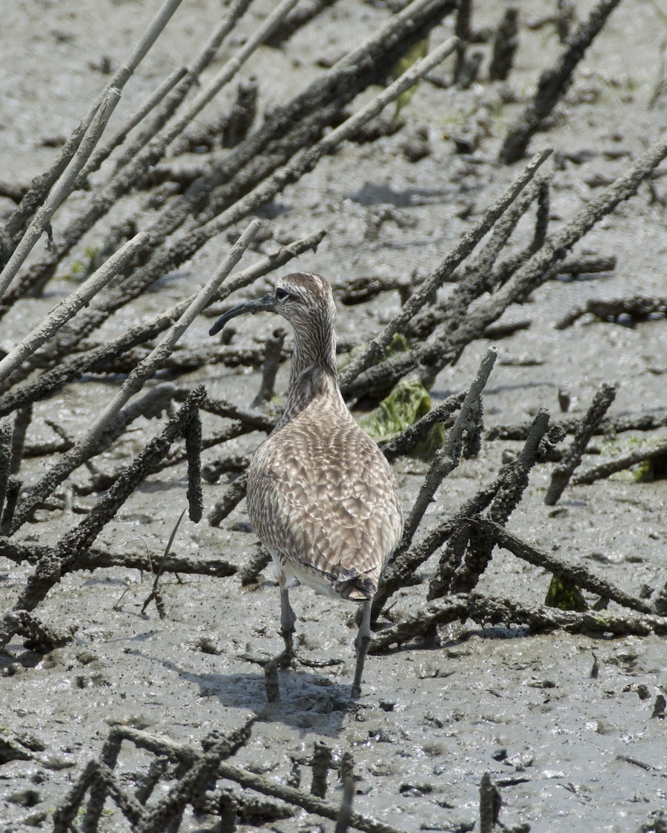 Whimbrel - Tyler Sharer