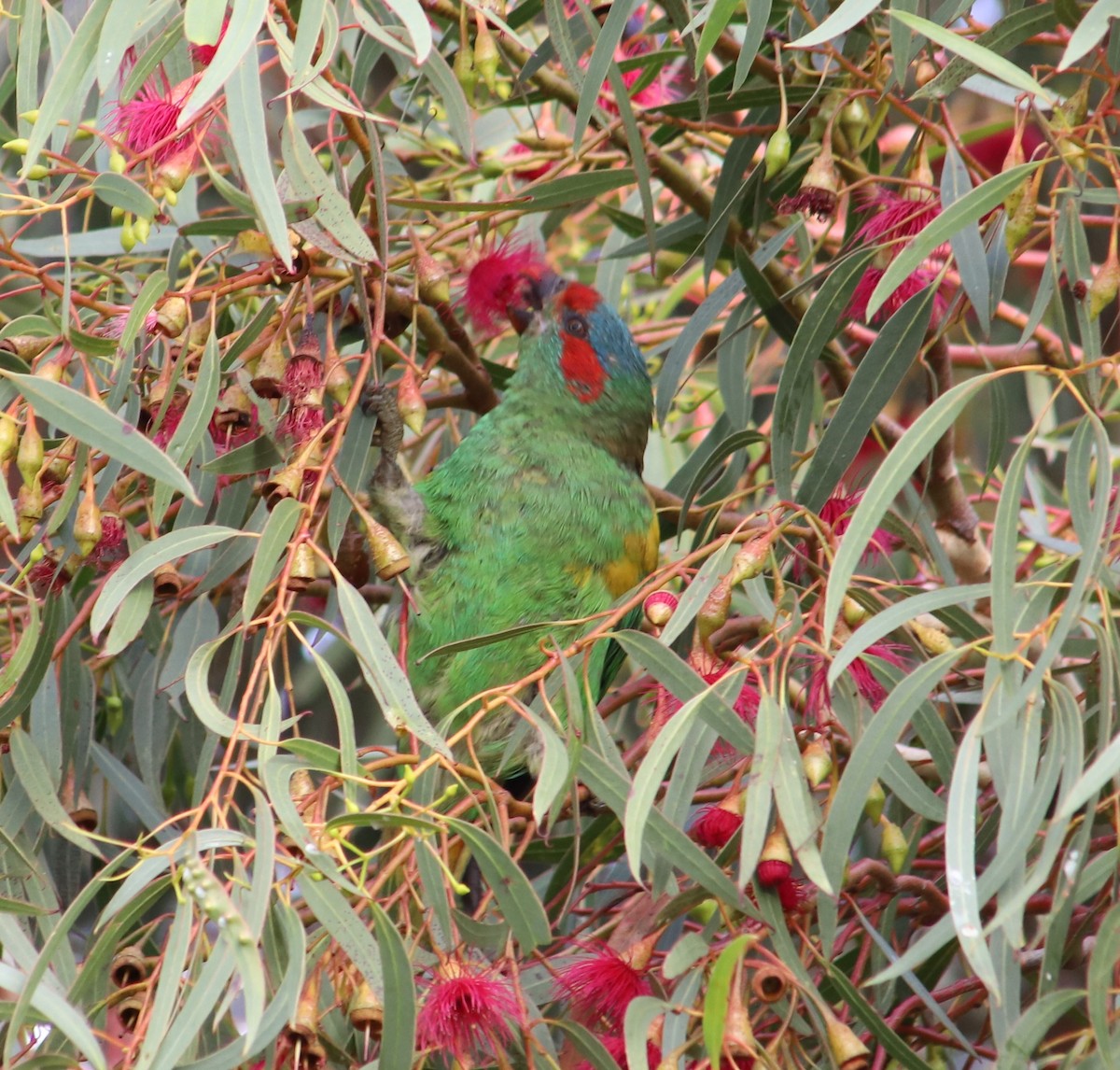 Musk Lorikeet - ML618480660