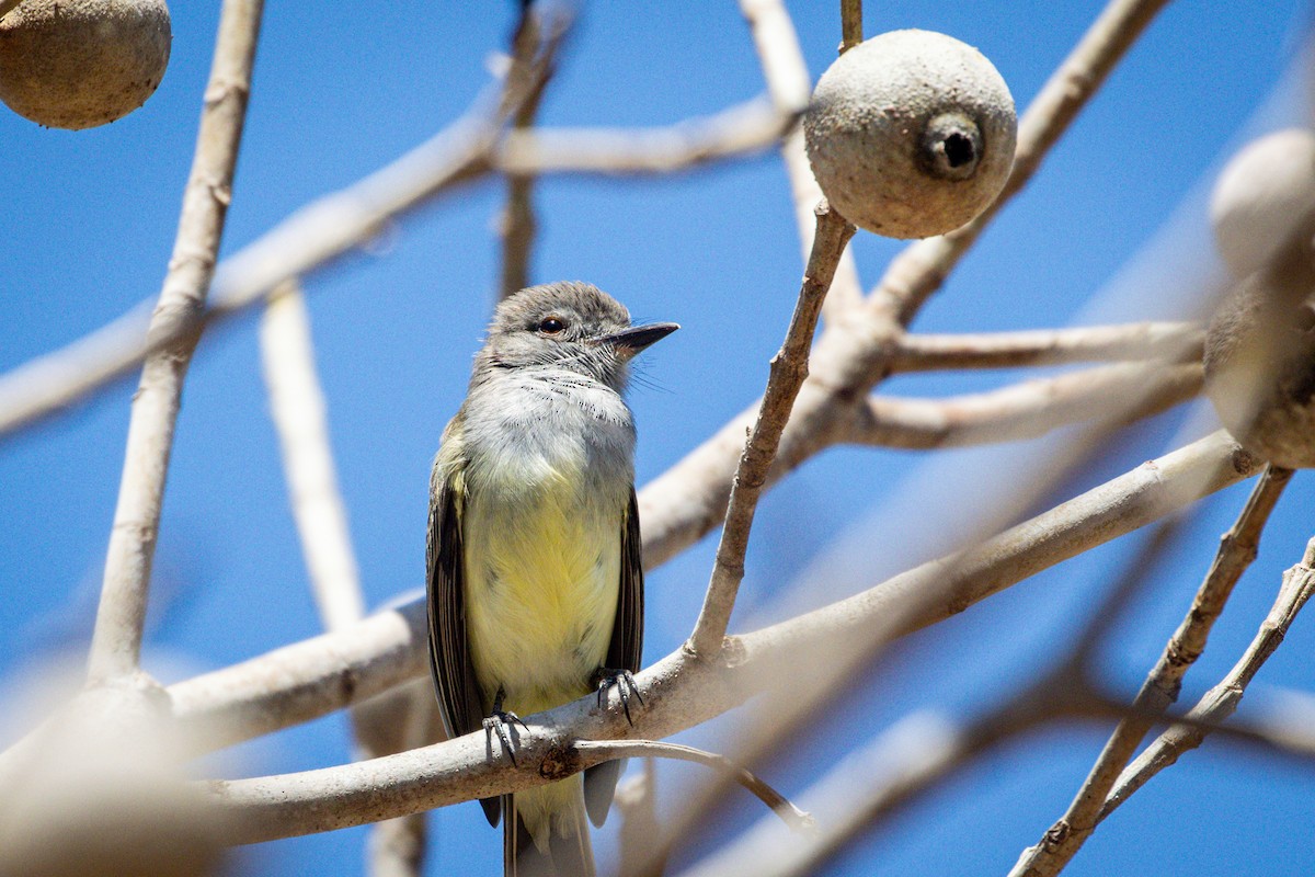 Panama Flycatcher - Michael Warner