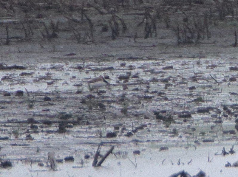 Semipalmated Plover - Susan Zelek