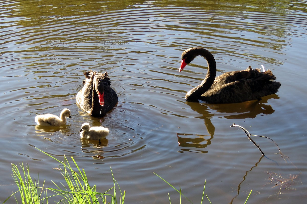 Black Swan - ML618480675