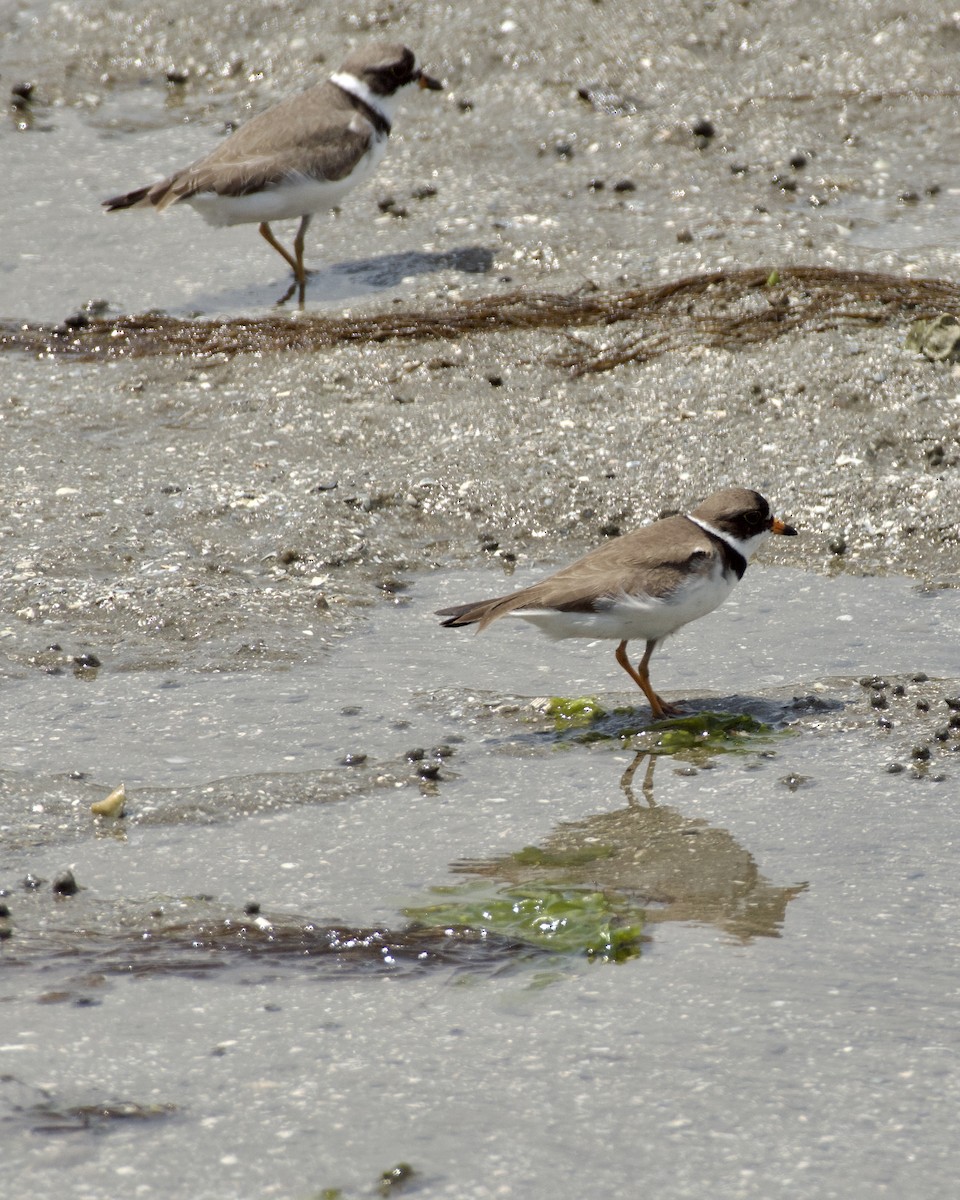 Semipalmated Plover - Tyler Sharer