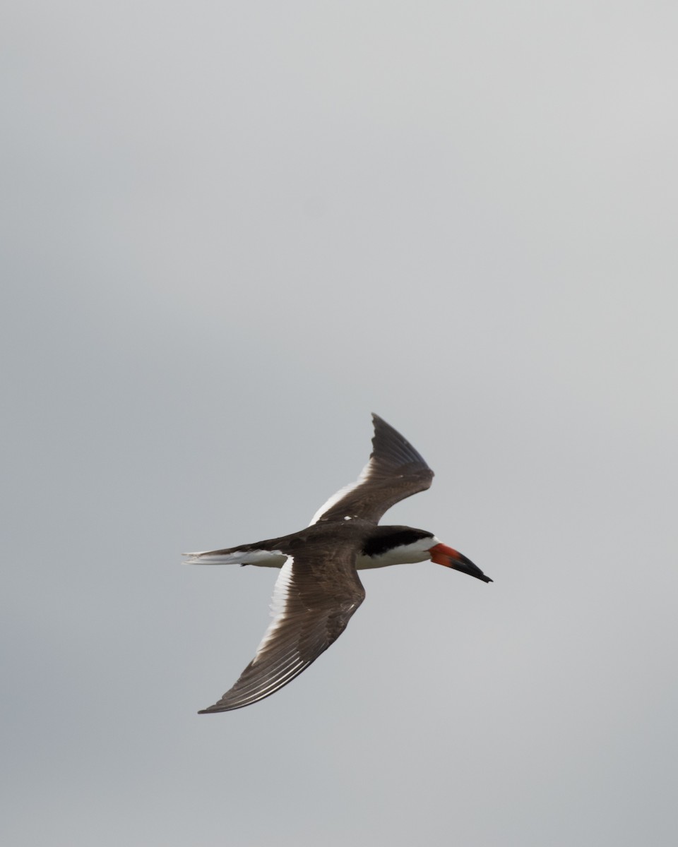 Black Skimmer - ML618480700