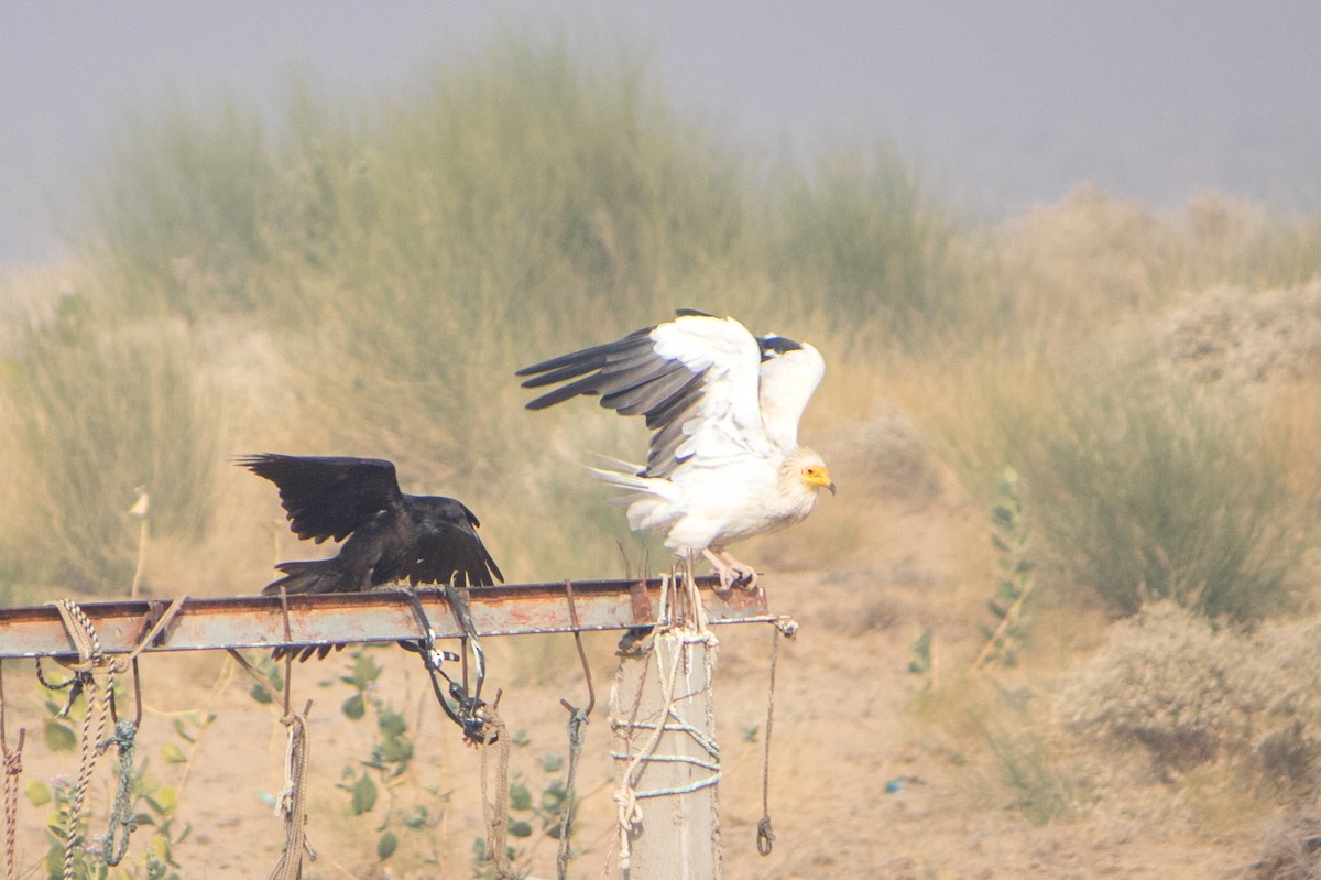 Common Raven - Bhavik Dutt