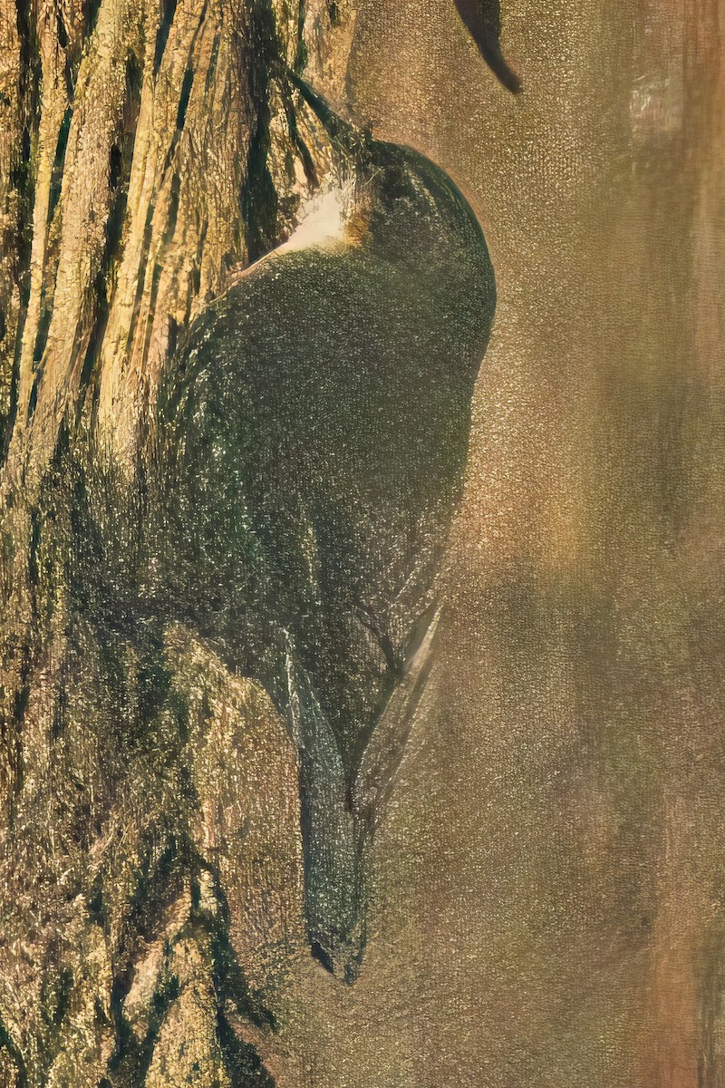 White-throated Treecreeper (White-throated) - ML618480724