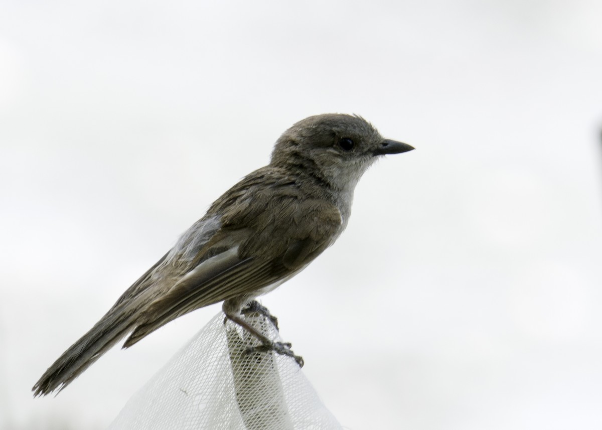 Mangrove Whistler - ML618480736