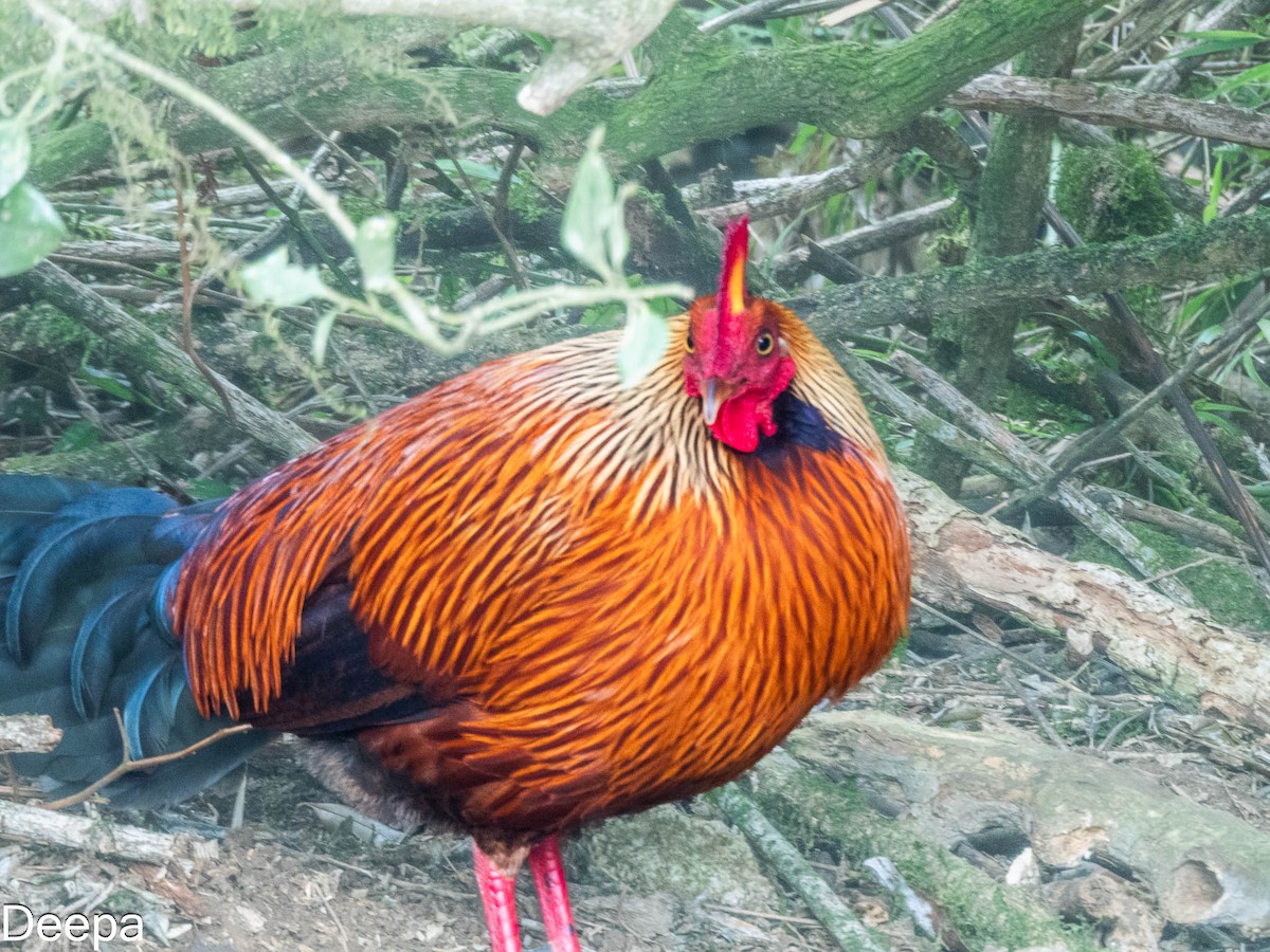 Sri Lanka Junglefowl - ML618480740