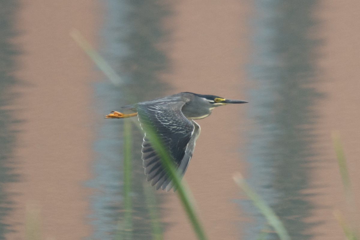 Striated Heron - Vincent Wu