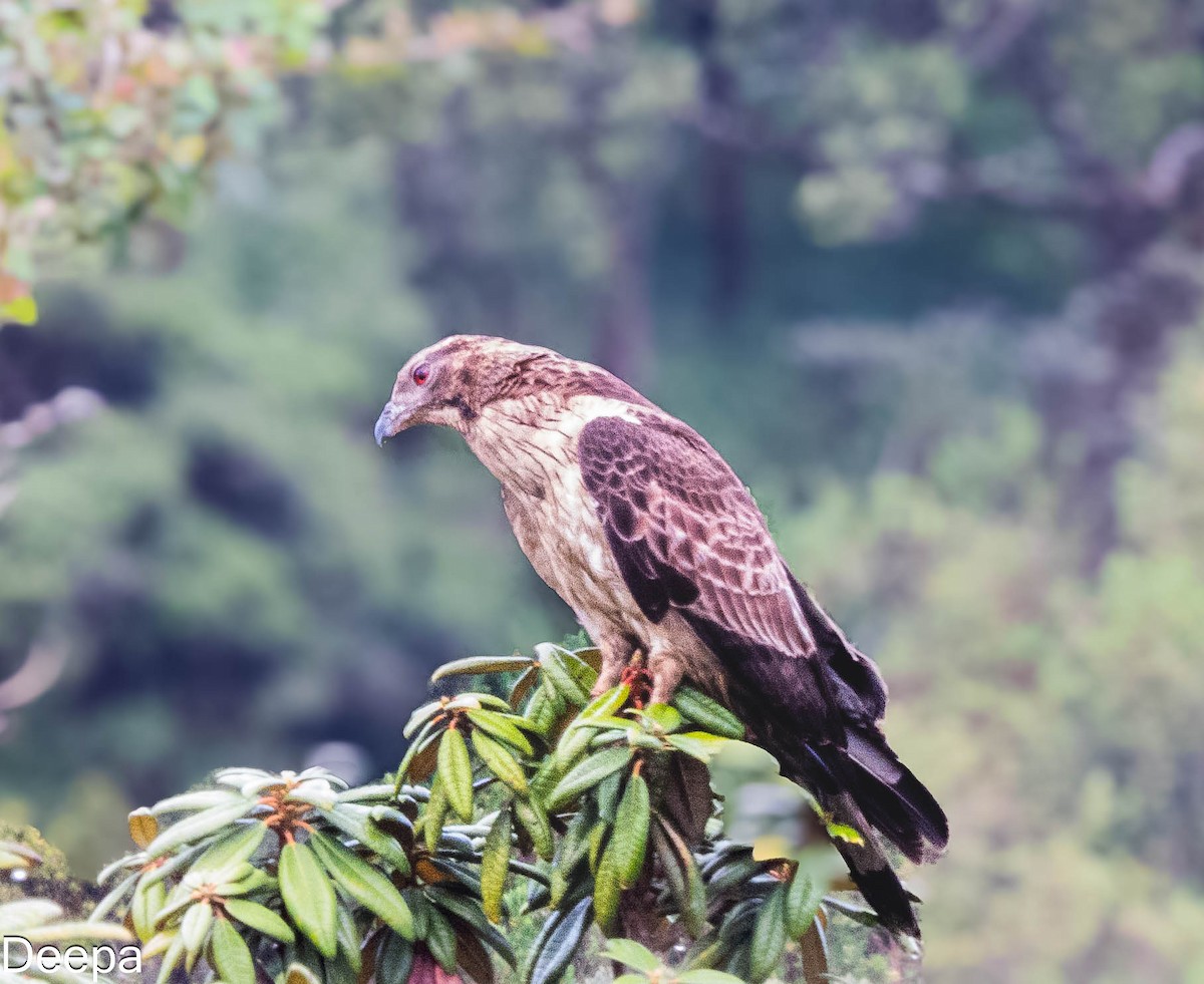 Oriental Honey-buzzard (Northern) - ML618480768