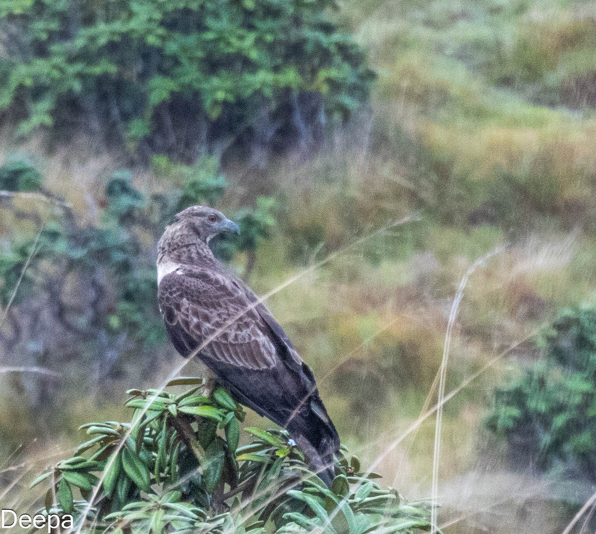 Oriental Honey-buzzard (Northern) - ML618480769