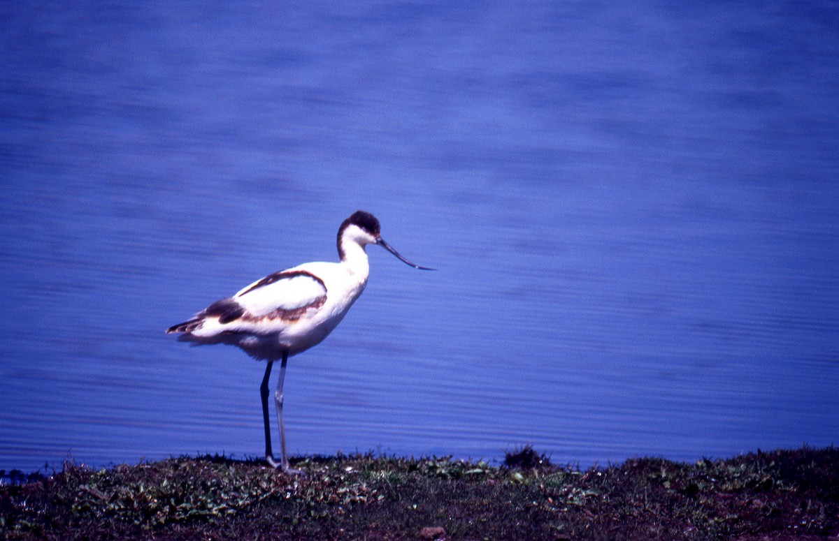 Avocette élégante - ML618480770