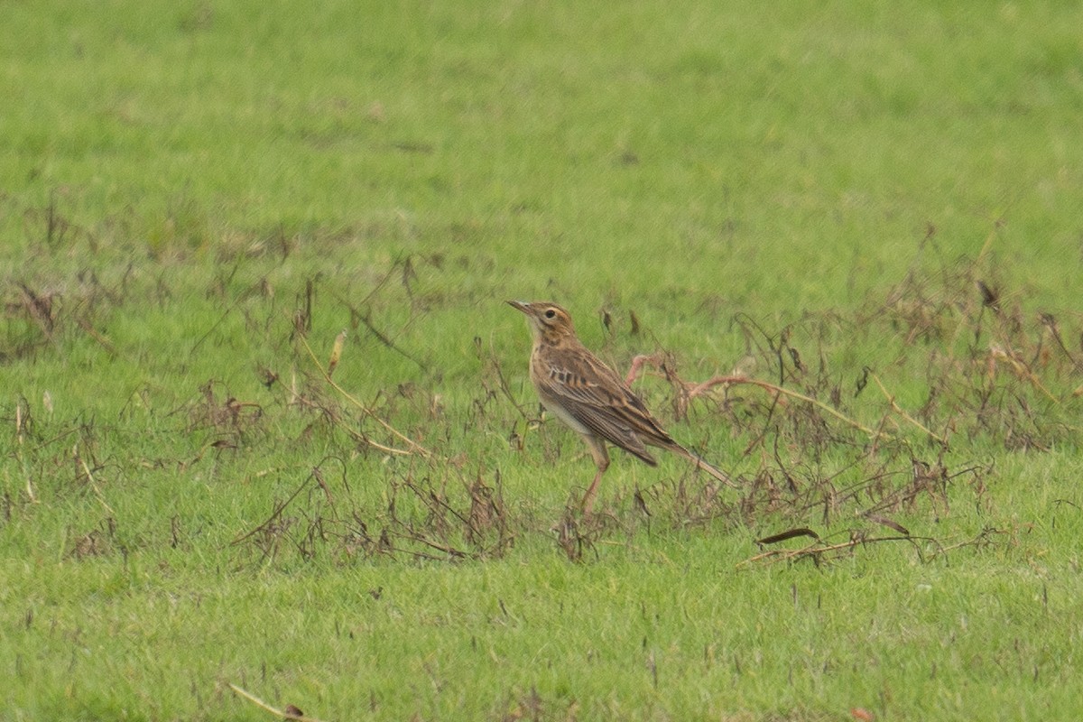 Richard's Pipit - ML618480775