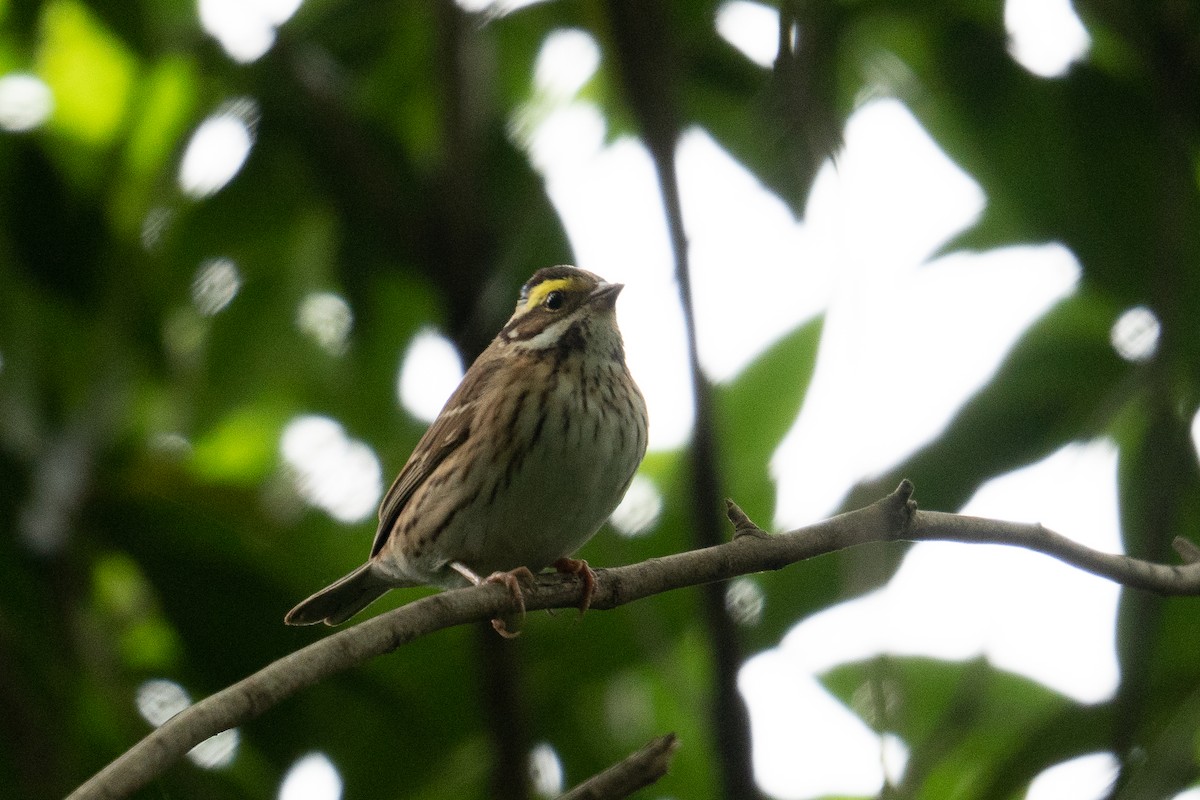 Yellow-browed Bunting - ML618480778