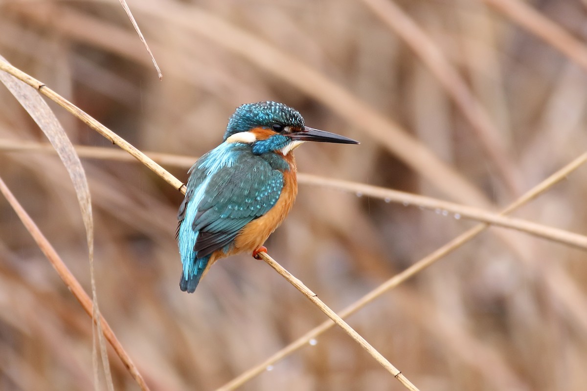 Martin-pêcheur d'Europe - ML618480786