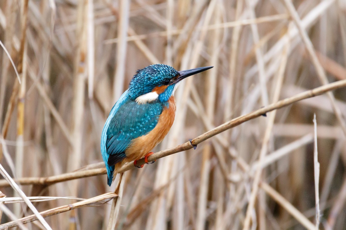 Common Kingfisher - ML618480792