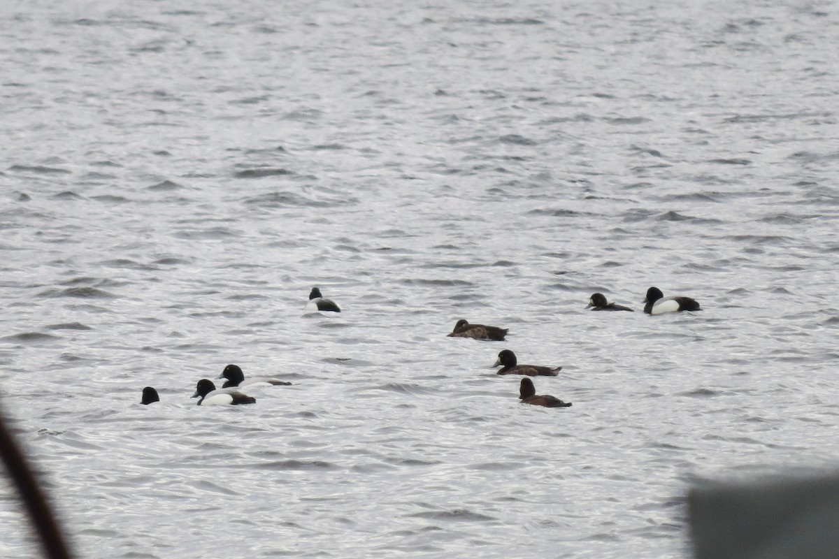 Greater Scaup - Antonina V