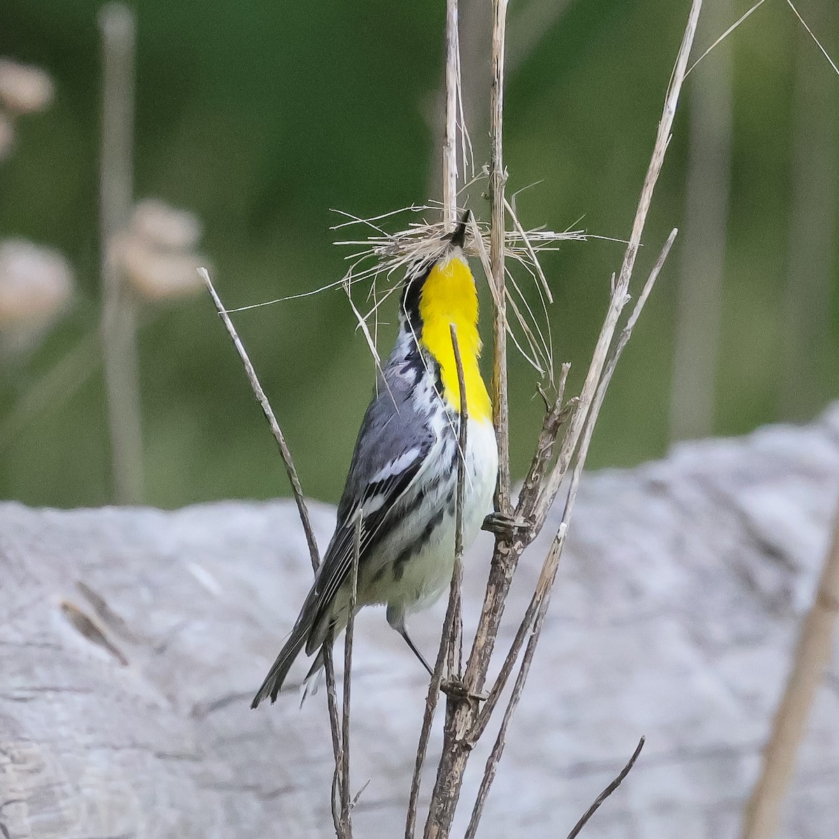 Yellow-throated Warbler - Deborah H