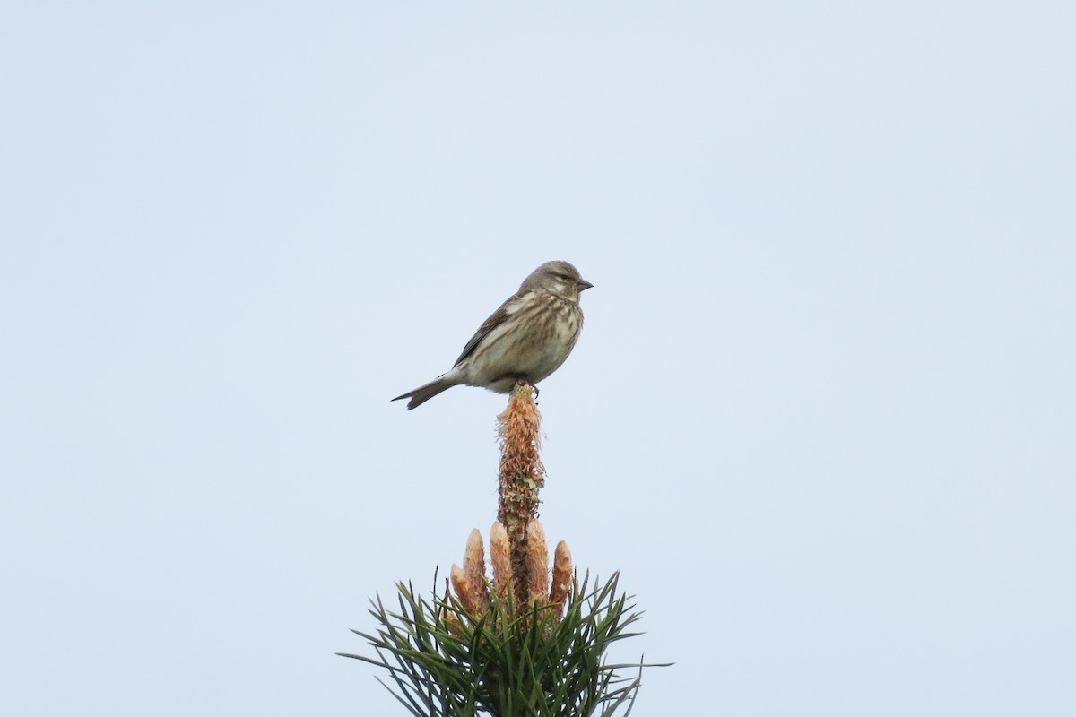 Eurasian Linnet - Antonina V