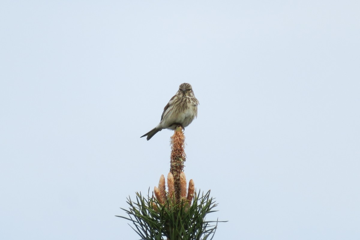 Eurasian Linnet - Antonina V