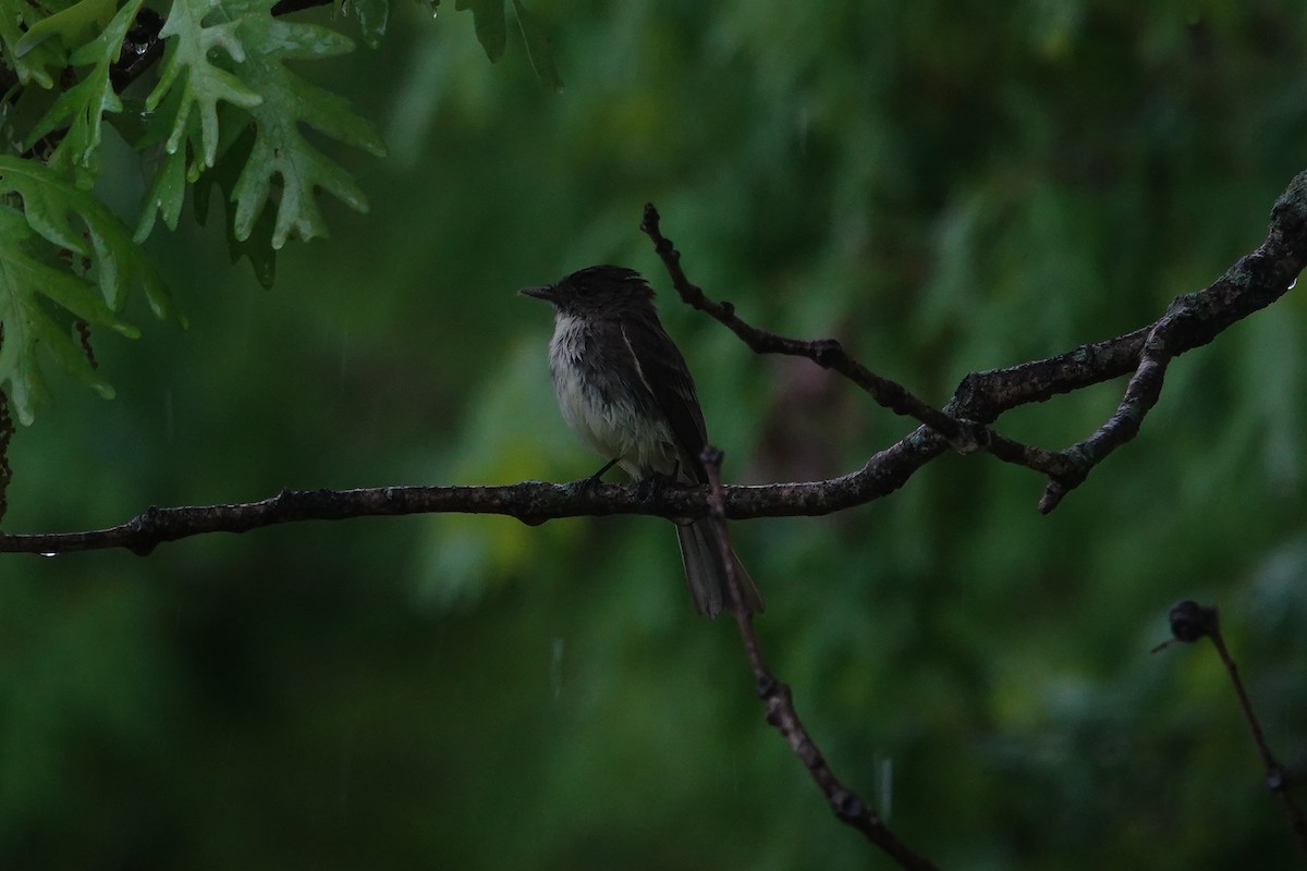 Eastern Phoebe - Lottie Bushmann