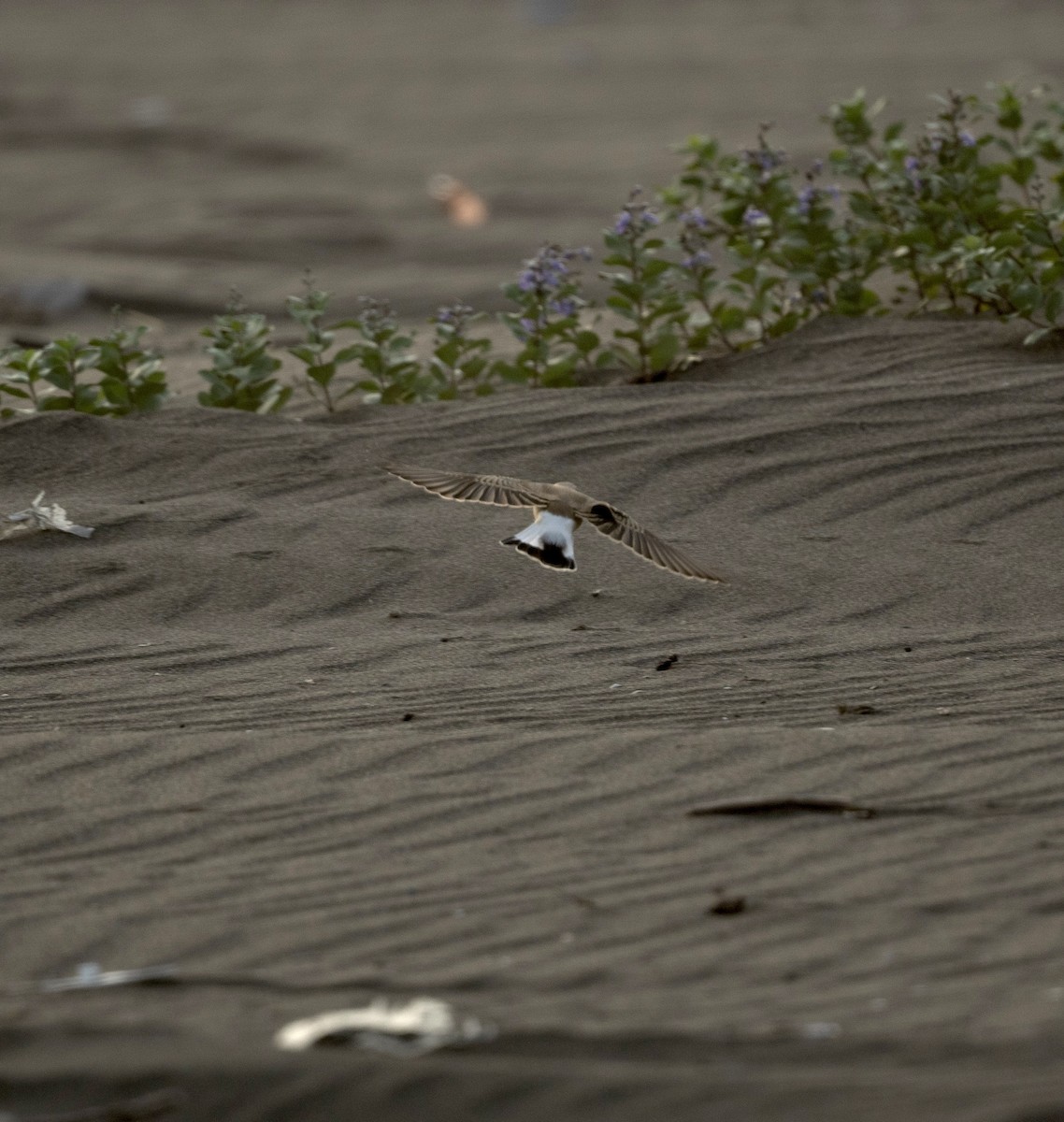 Northern Wheatear - Anand ramesh