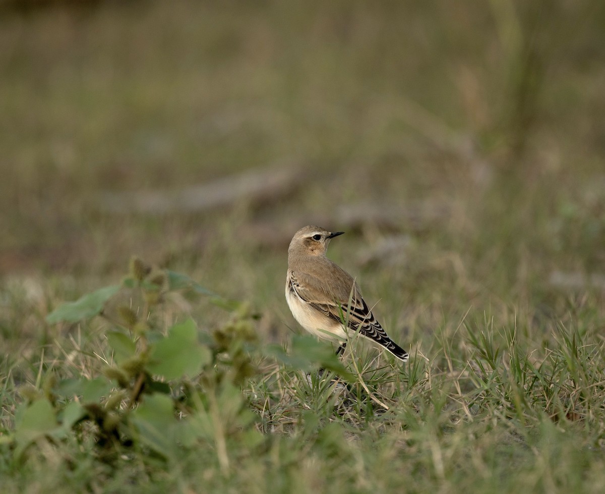 Northern Wheatear - Anand ramesh