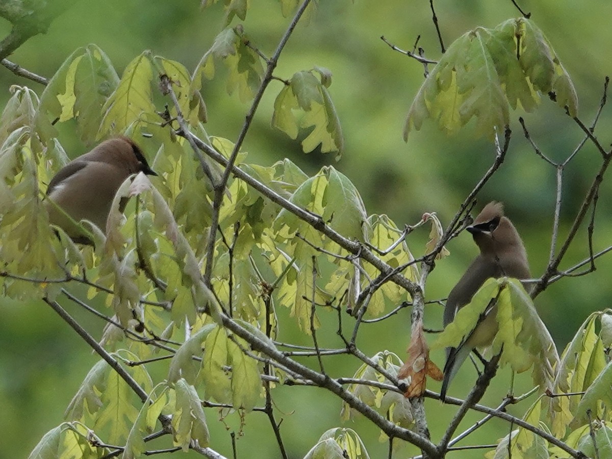 Cedar Waxwing - ML618480912