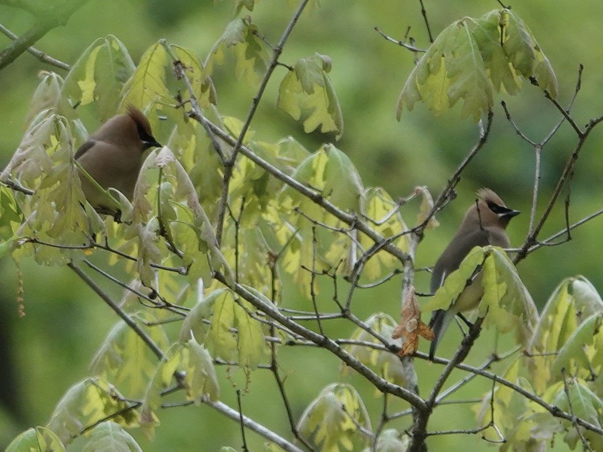 Cedar Waxwing - ML618480913