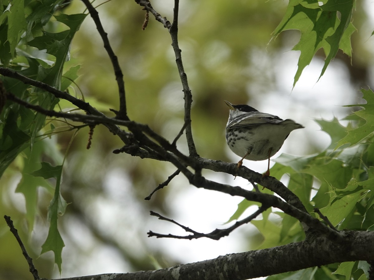 Blackpoll Warbler - Lottie Bushmann