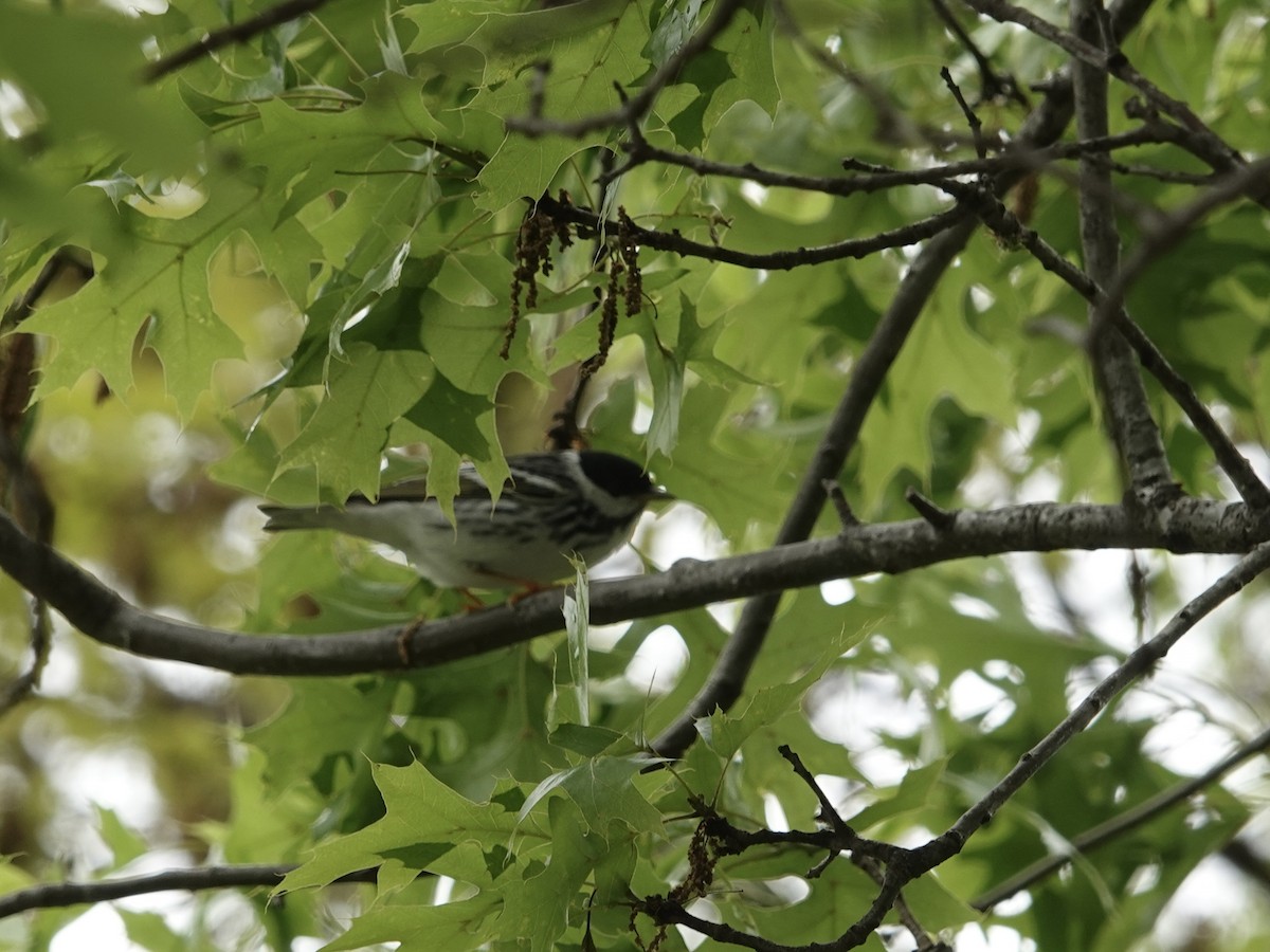 Blackpoll Warbler - ML618480950