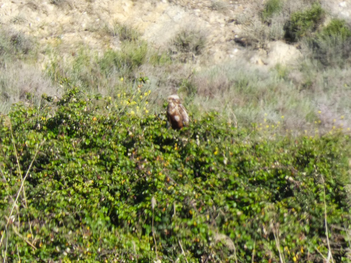 Short-toed Snake-Eagle - ML618480952