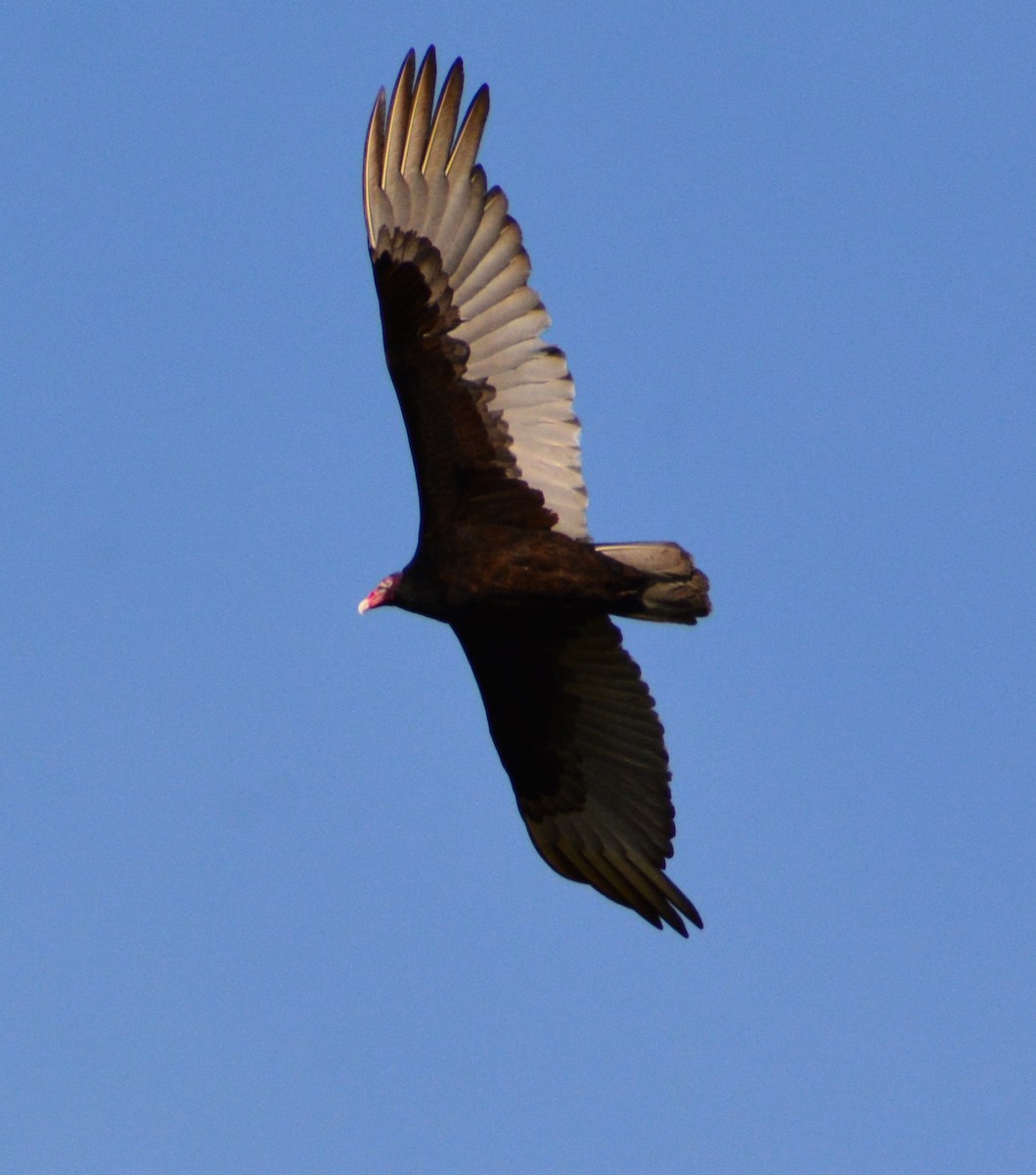Turkey Vulture - ML618480954