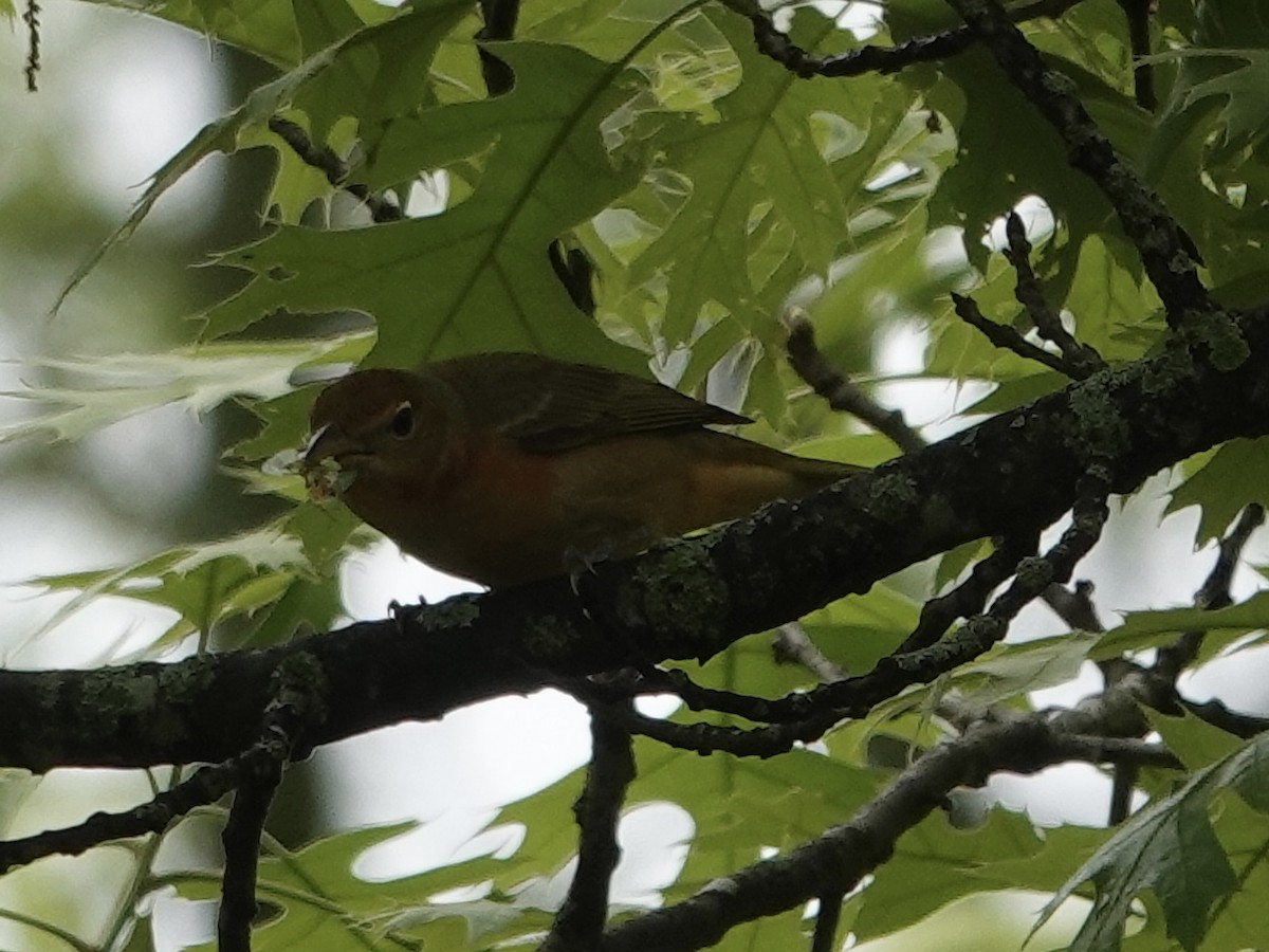 Summer Tanager - ML618480976