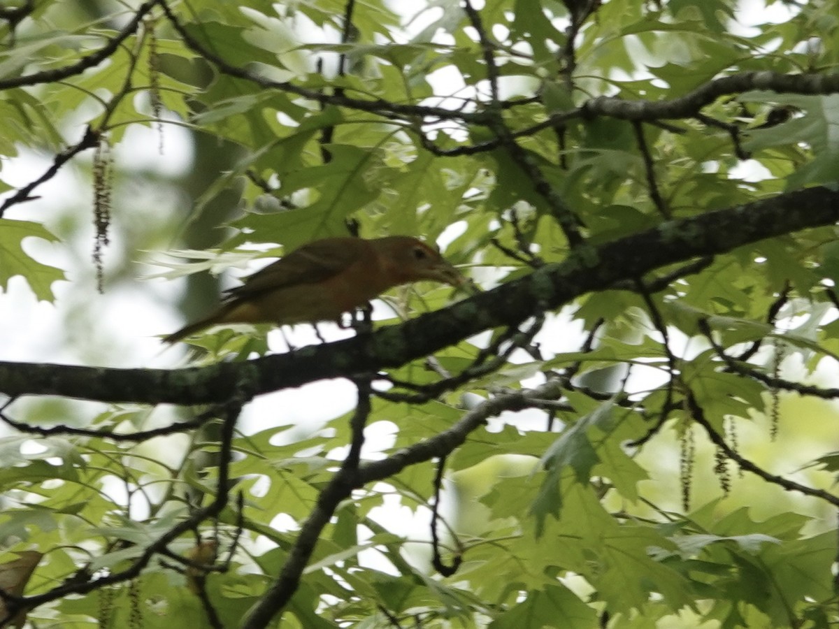 Summer Tanager - ML618480978