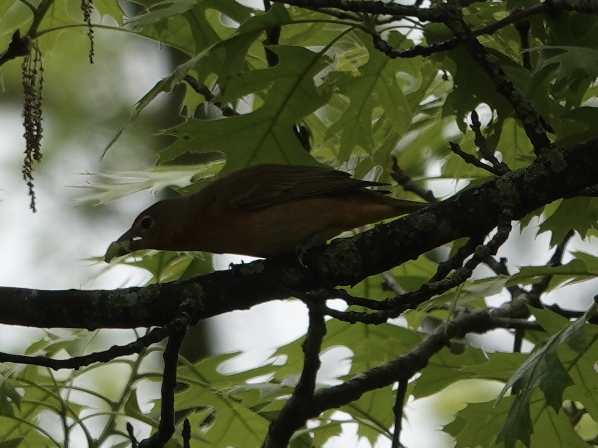 Summer Tanager - ML618480979