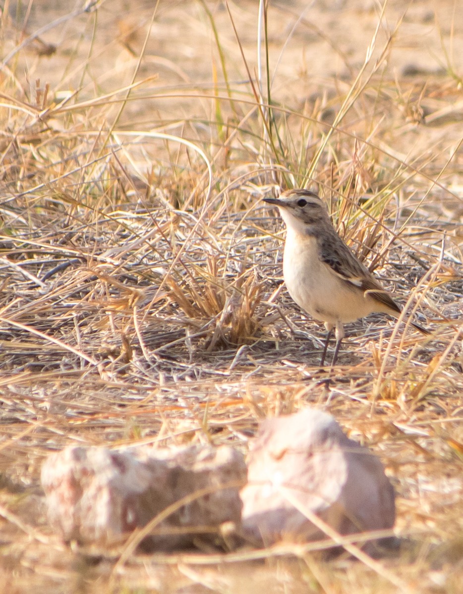 White-browed Bushchat - Bhavik Dutt