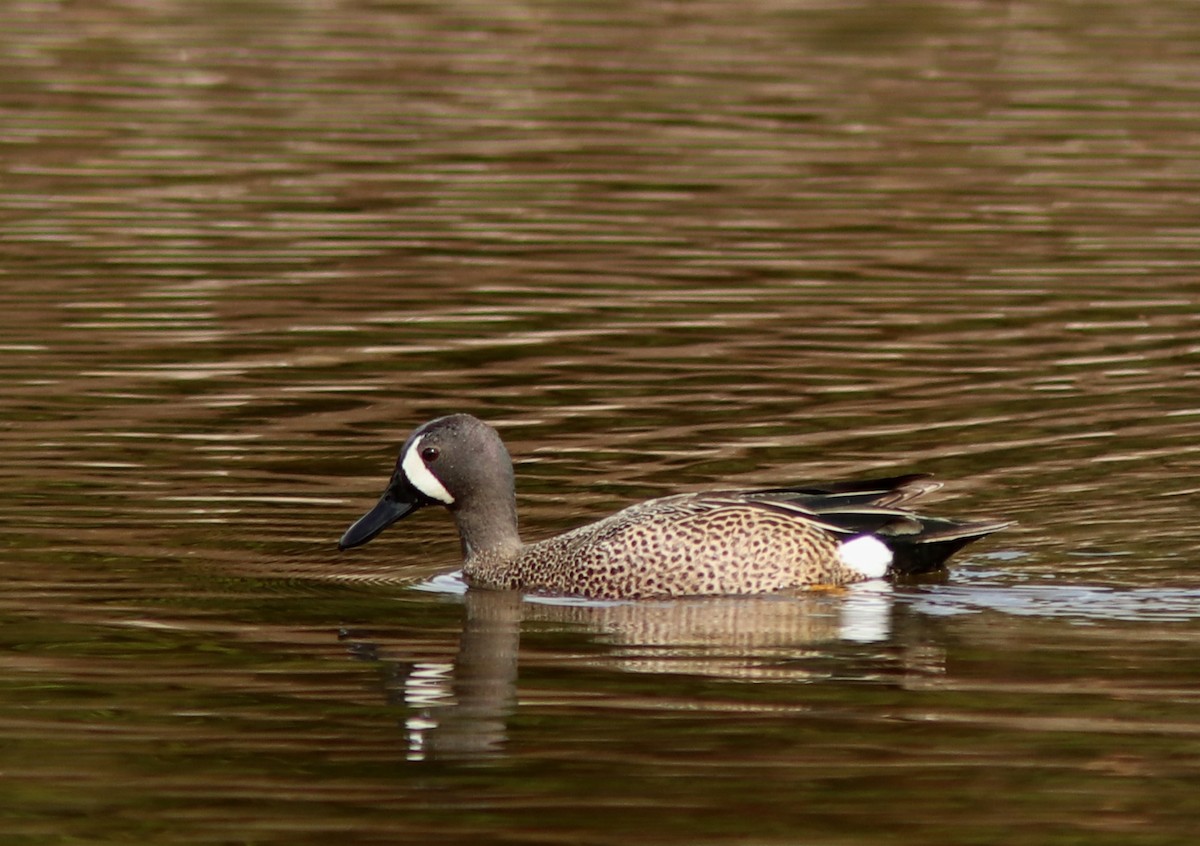 Blue-winged Teal - Real Gauthier