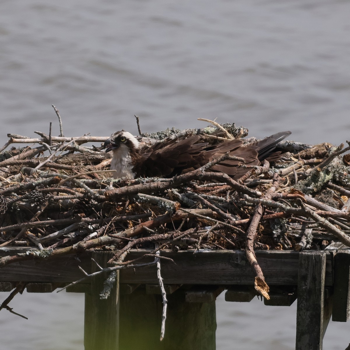 Balbuzard pêcheur (carolinensis) - ML618481005