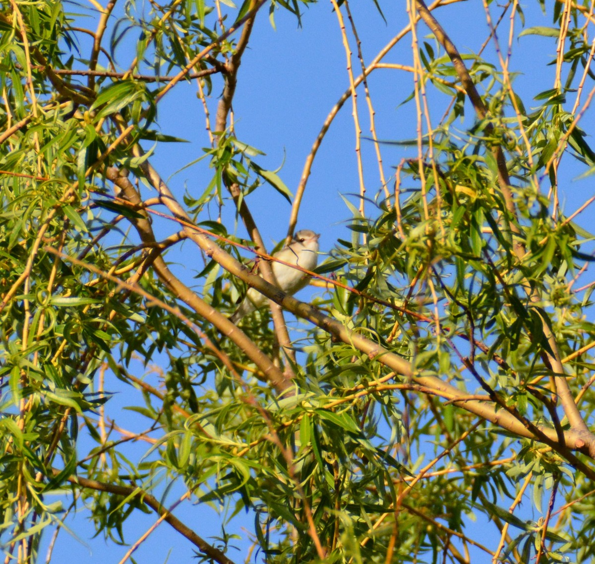 Warbling Vireo - ML618481010