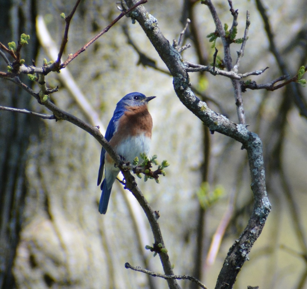 Eastern Bluebird - ML618481023