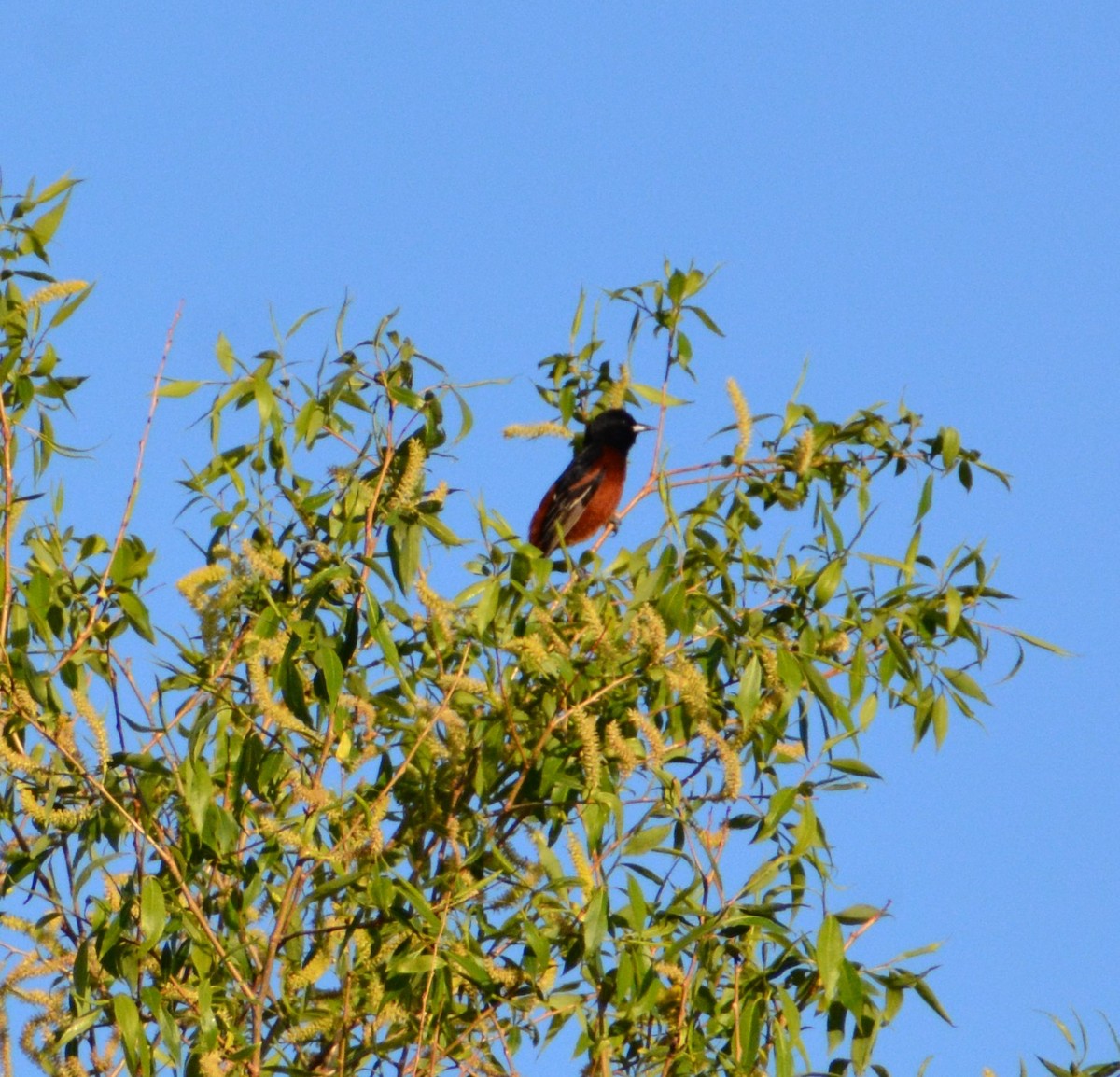 Orchard Oriole - ML618481047